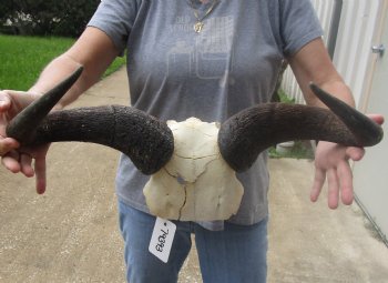 For Sale B-Grade Blue wildebeest skull plate and horns 21 inches wide for $25