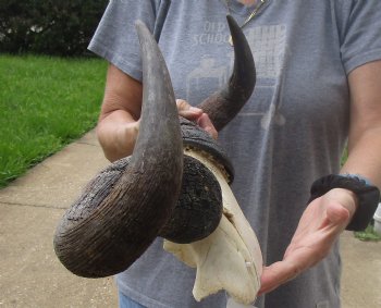 For Sale B-Grade Blue wildebeest skull plate and horns 21 inches wide for $25