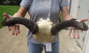 Buy Now this B-Grade Blue wildebeest skull plate and horns 21 inches wide for $25