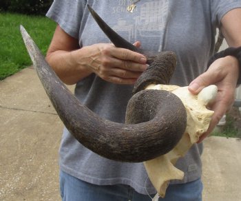 Buy Now this B-Grade Blue wildebeest skull plate and horns 21 inches wide for $25