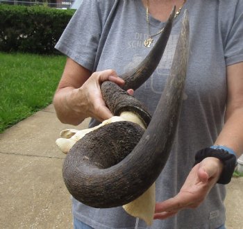 Buy Now this B-Grade Blue wildebeest skull plate and horns 21 inches wide for $25