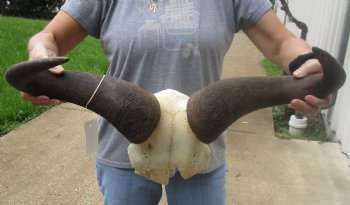 For Sale this B-Grade Blue wildebeest skull plate and horns 25 inches wide for $25