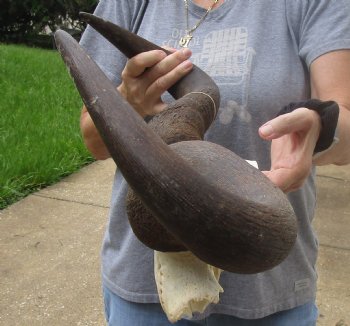 For Sale this B-Grade Blue wildebeest skull plate and horns 25 inches wide for $25