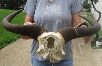 For Sale this B-Grade Blue wildebeest skull plate and horns 25 inches wide for $25