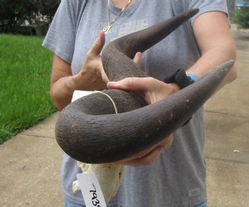 For Sale this B-Grade Blue wildebeest skull plate and horns 25 inches wide for $25