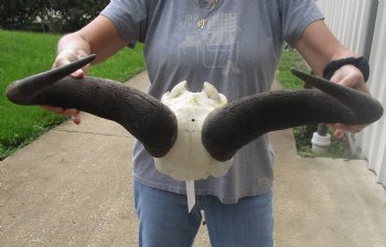 For Sale this B-Grade Blue wildebeest skull plate and horns 24 inches wide for $25