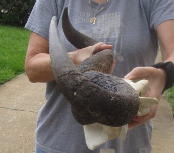 For Sale this B-Grade Blue wildebeest skull plate and horns 24 inches wide for $25