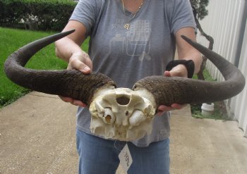 For Sale this B-Grade Blue wildebeest skull plate and horns 24 inches wide for $25