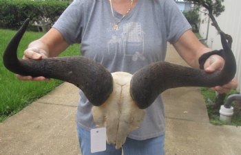 For Sale this B-Grade Blue wildebeest skull plate and horns 25 inches wide for $30