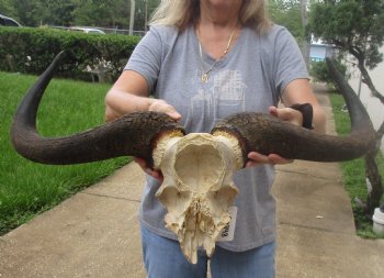 For Sale this B-Grade Blue wildebeest skull plate and horns 25 inches wide for $30