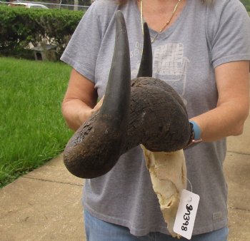 For Sale this B-Grade Blue wildebeest skull plate and horns 25 inches wide for $30