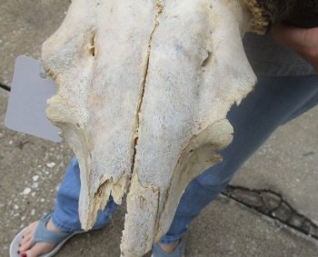 For Sale this B-Grade Blue wildebeest skull plate and horns 25 inches wide for $30