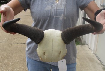 Female Blue wildebeest skull plate and horns 18 inches wide for $38