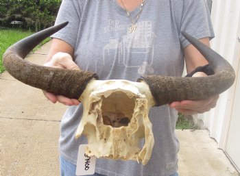 Female Blue wildebeest skull plate and horns 18 inches wide for $38