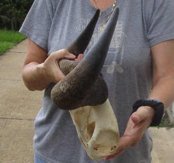 Female Blue wildebeest skull plate and horns 18 inches wide for $38