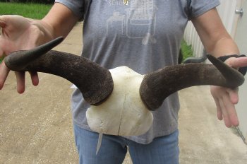 Female Blue wildebeest skull plate and horns 19 inches wide for $38