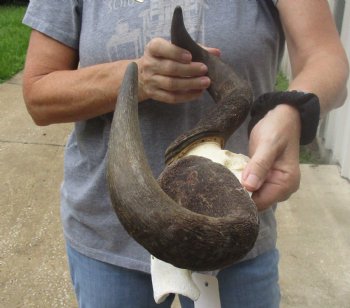 Female Blue wildebeest skull plate and horns 19 inches wide for $38