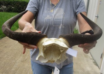 Female Blue wildebeest skull plate and horns 19 inches wide for $38