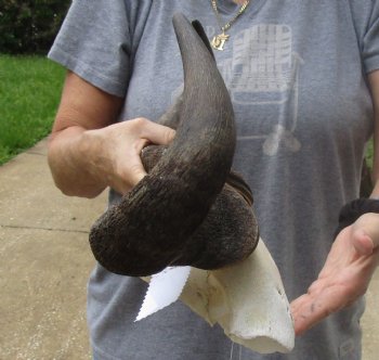 Female Blue wildebeest skull plate and horns 19 inches wide for $38