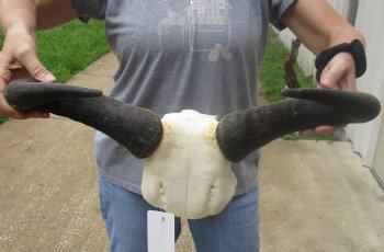 Female Blue wildebeest skull plate and horns 20 inches wide for $38