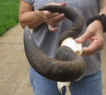 Female Blue wildebeest skull plate and horns 20 inches wide for $38