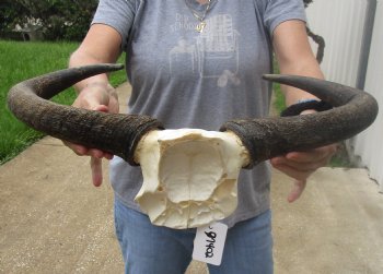 Female Blue wildebeest skull plate and horns 20 inches wide for $38