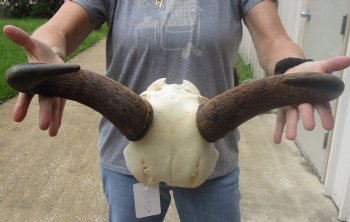 Female Blue wildebeest skull plate and horns 18 inches wide for $38