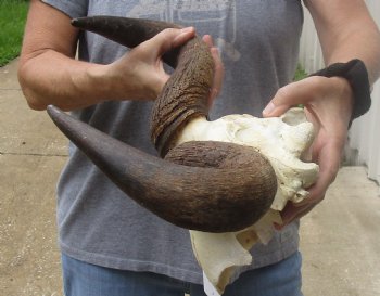 Female Blue wildebeest skull plate and horns 18 inches wide for $38