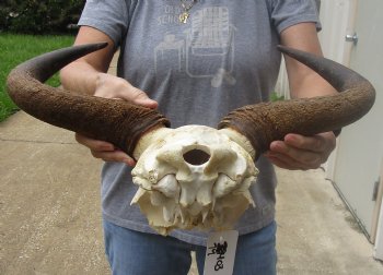 Female Blue wildebeest skull plate and horns 18 inches wide for $38