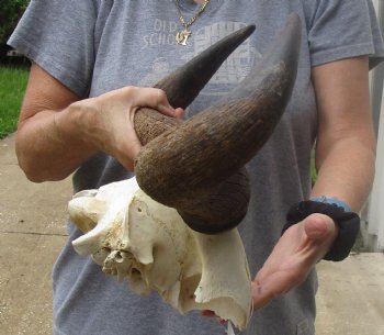 Female Blue wildebeest skull plate and horns 18 inches wide for $38