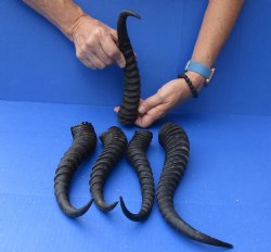 Buy this 5 Piece Lot of 11-13 Inch Male Springbok Horns for $37