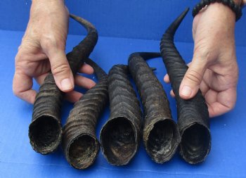 5 Piece Lot of 11-13 Inch Authentic Male Springbok Horns - For Sale for $37