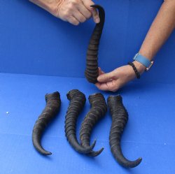 For Sale - 5 piece lot of Male Springbok horns, 11 to 13 inches - $37