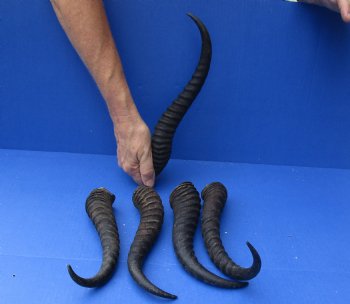 Buy this 5 piece lot of Male Springbok horns, 11 to 13 inches for $37