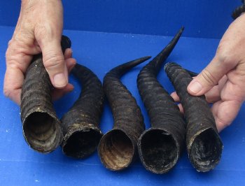 Buy this 5 piece lot of Male Springbok horns, 11 to 13 inches for $37