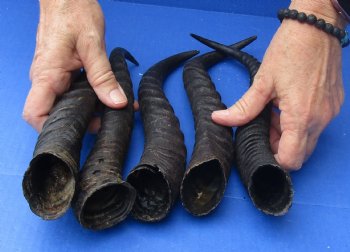 5 Piece Lot of 11-13 Inch Authentic Male Springbok Horns - For Sale for $37