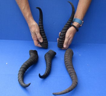 Buy this 5 Piece Lot of 10-14 Inch Male Springbok Horns for $37