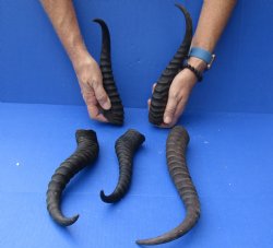 Buy this 5 Piece Lot of 10-14 Inch Male Springbok Horns for $37