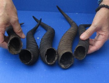 Buy this 5 Piece Lot of 10-14 Inch Male Springbok Horns for $37