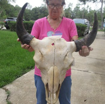 Buy Now this North American Bison Skull with 23" Horn Spread - $145