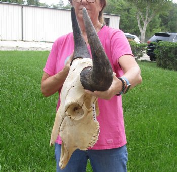 Buy Now this North American Bison Skull with 23" Horn Spread - $145