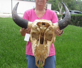 Buy Now this North American Bison Skull with 23" Horn Spread - $145