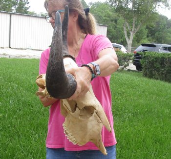 Buy Now this North American Bison Skull with 23" Horn Spread - $145