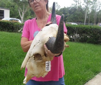 Buy this North American Bison Skull with 26" Horn Spread for $145