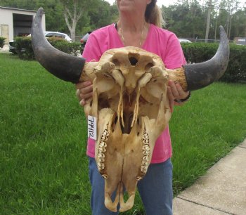 Buy this North American Bison Skull with 26" Horn Spread for $145