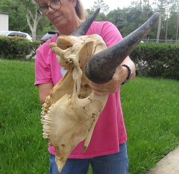 Buy this North American Bison Skull with 26" Horn Spread for $145