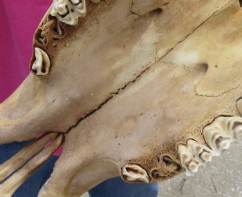 Buy this North American Bison Skull with 26" Horn Spread for $145