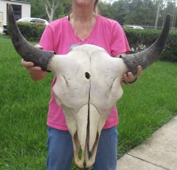 Authentic North American Bison Skull with 23" Horn Spread - For Sale for $145