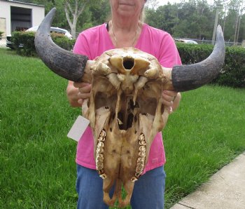 Authentic North American Bison Skull with 23" Horn Spread - For Sale for $145