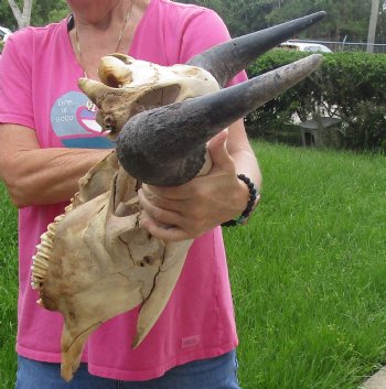 Authentic North American Bison Skull with 23" Horn Spread - For Sale for $145